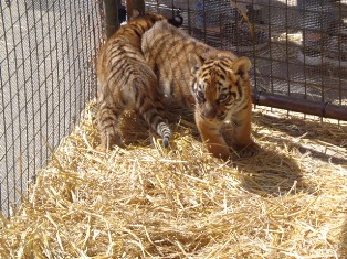 Um dia no Zoológico de Luján