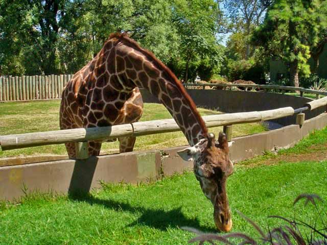 Buenos Aires com crianças, Zoológico de Palermo